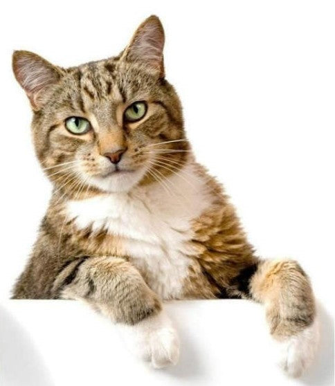Cat Products