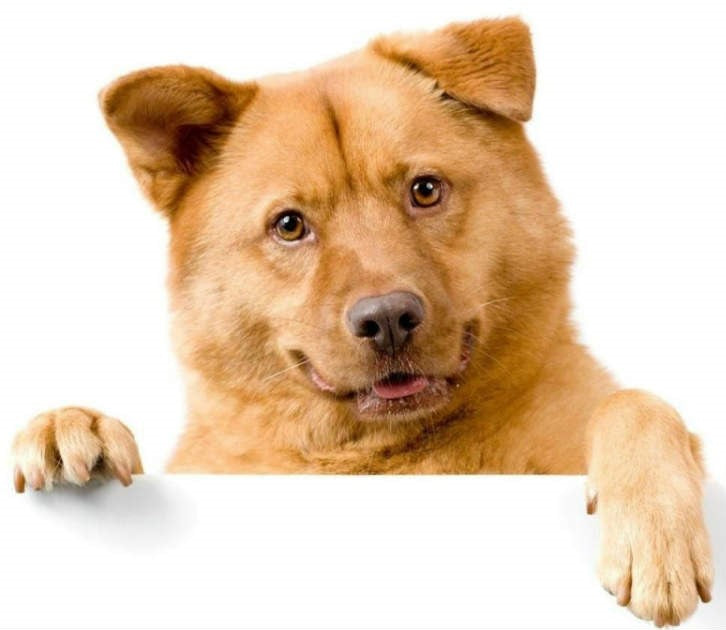 Dog Products